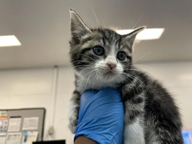 A baby small-sized female Domestic Short Hair cat named Tulip for adoption in Thousand Palms, CA