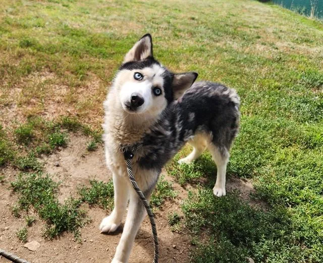 A young medium-sized female Siberian Husky dog named Everest for adoption in Springfield, MA
