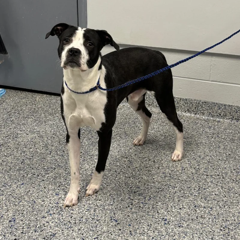 A young medium-sized male Black Mixed Breed dog named Spot for adoption in Greenville, SC