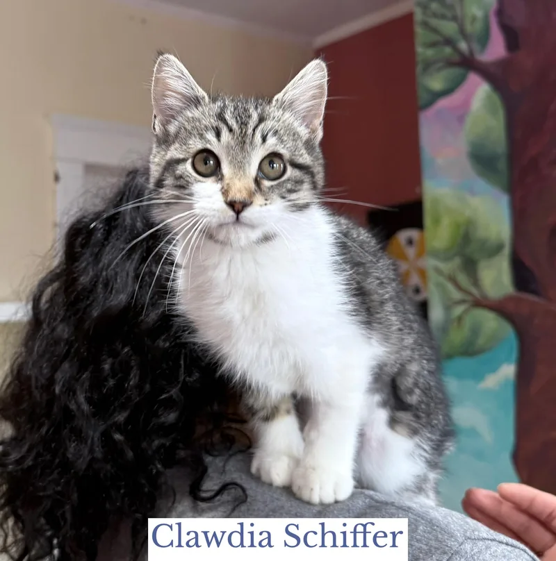 A baby medium-sized female Tabby (Brown / Chocolate) Domestic Medium Hair cat named Clawdia Schiffer for adoption in Berkeley Springs, WV