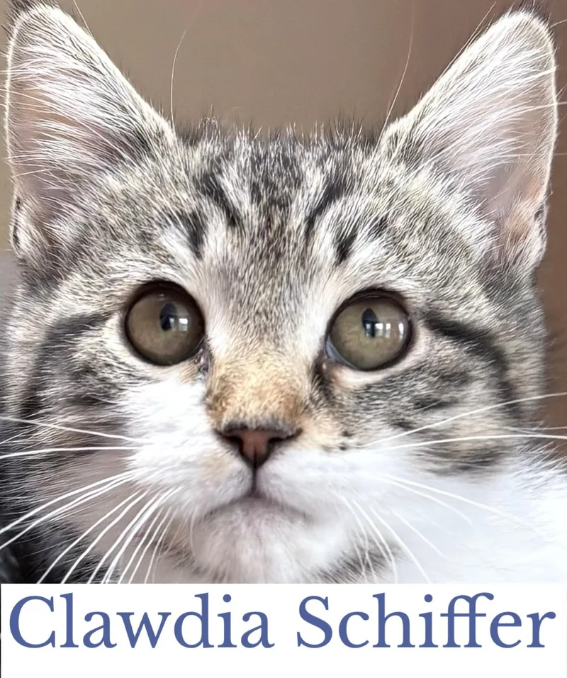 Clawdia Schiffer thumbnail 2