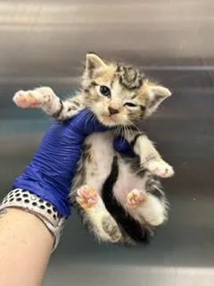 A baby small-sized female Domestic Short Hair cat named Mi Tie for adoption in Miami, FL