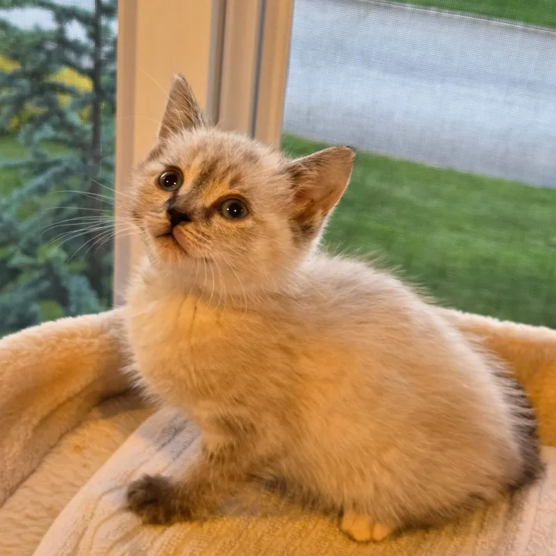 A baby medium-sized female Seal Point Siamese cat named Pixie for adoption in Moriches, NY