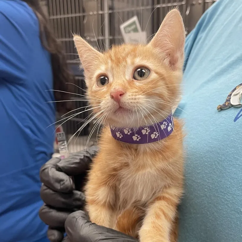 A baby small-sized female Orange / Red Domestic Short Hair cat named Penelope for adoption in Santa Barbara, CA