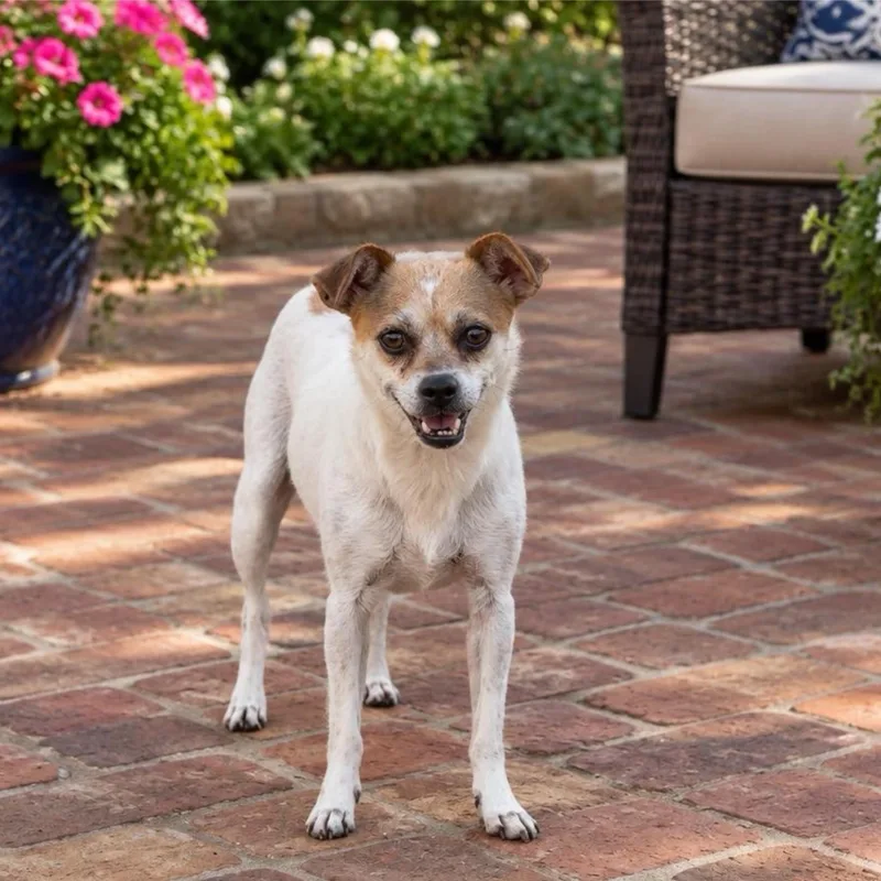 An adult small-sized female White / Cream Chihuahua dog named Tostito for adoption in Fort Worth, TX