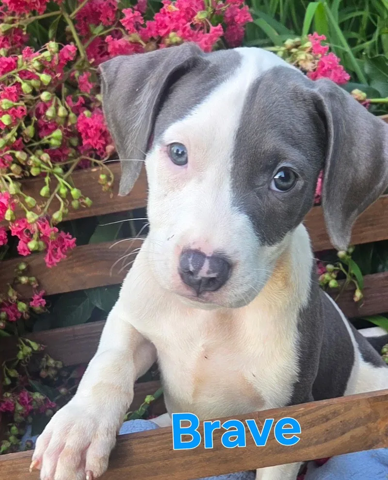 Brave