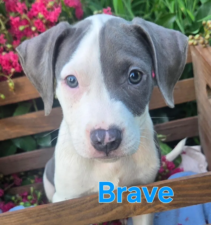 Brave thumbnail 2