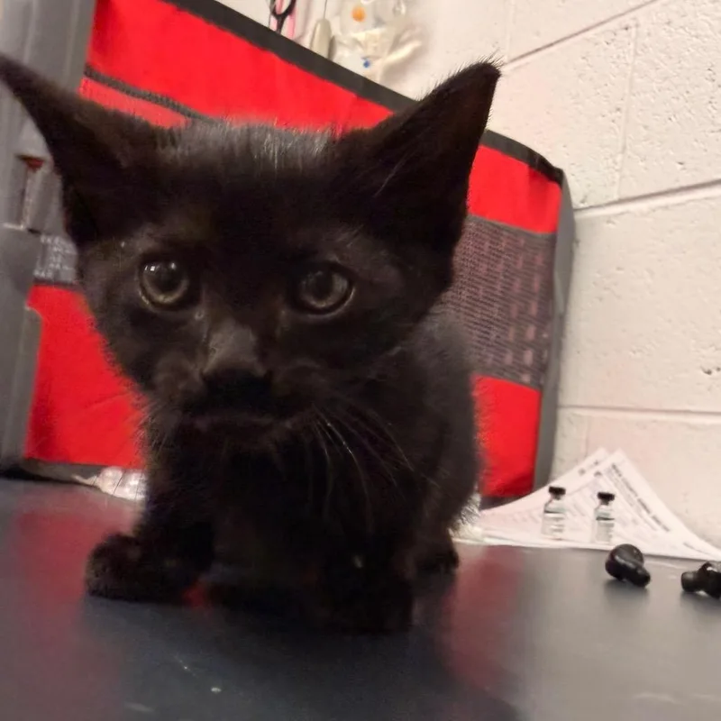 A baby small-sized male Black Domestic Short Hair cat named Pickles for adoption in Evensville, TN