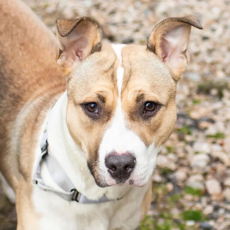 An adult medium-sized female Yellow / Tan / Blond / Fawn Mixed Breed dog named Stitch for adoption in Middletown, RI