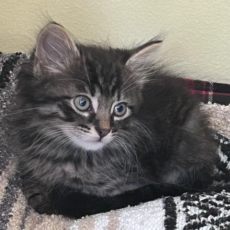A baby medium-sized male Black Domestic Long Hair cat named Franklin for adoption in Yardley, PA