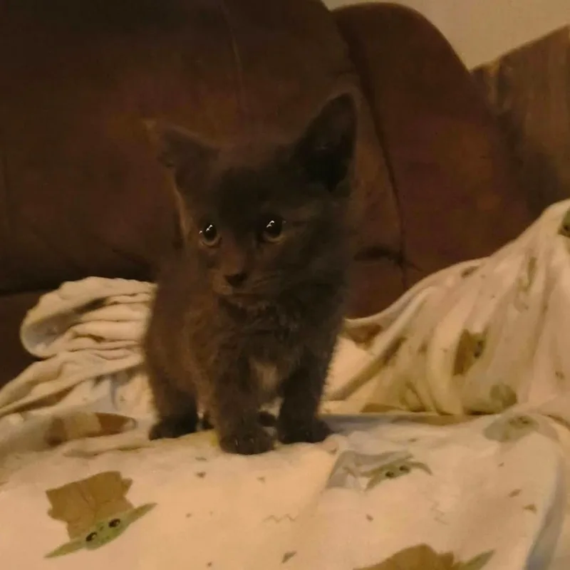 A baby small-sized female Gray / Blue / Silver Domestic Short Hair cat named Nova for adoption in Pittsburg, KS