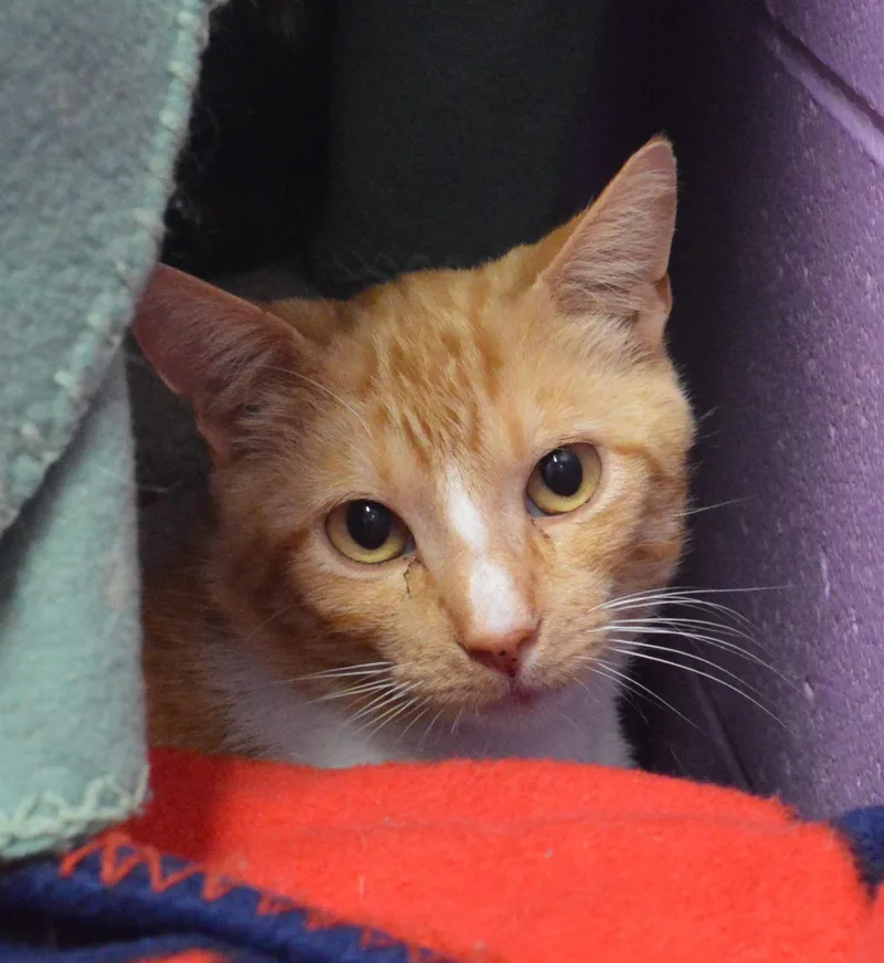 A young medium-sized male Orange & White American Shorthair cat named The Emperor for adoption in House Springs, MO