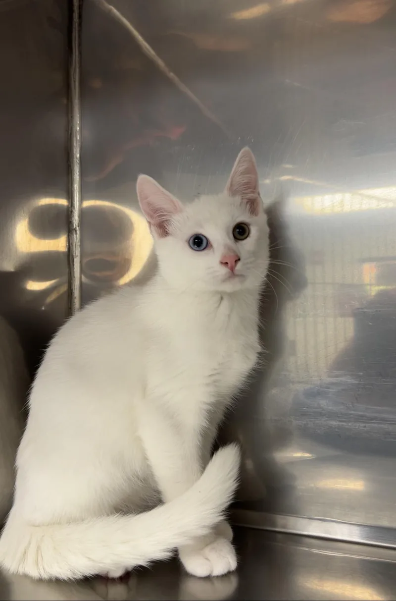 A baby medium-sized male White Domestic Short Hair cat named SpongeBob for adoption in Montville, NJ