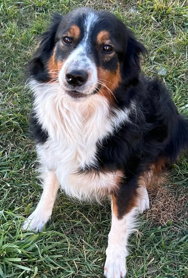 An adult medium-sized male Tricolor (Brown, Black, & White) Australian Shepherd dog named Bear for adoption in Traverse City, MI