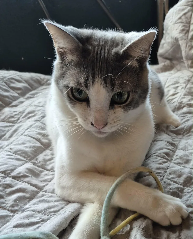 Marzipan thumbnail 2