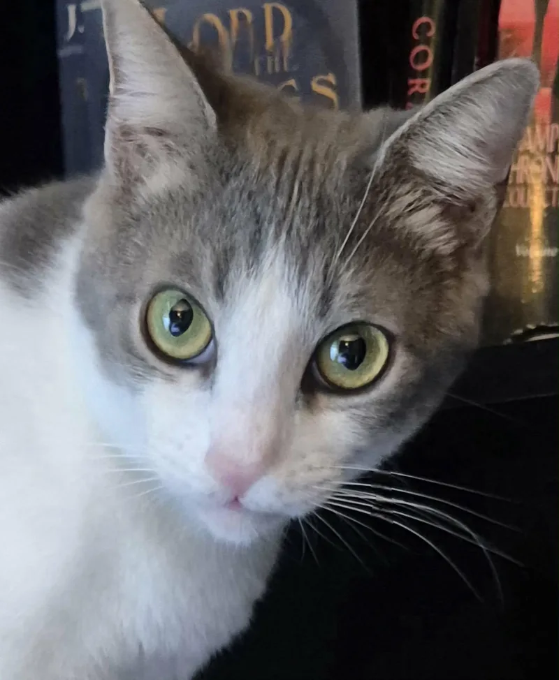 Marzipan thumbnail 3