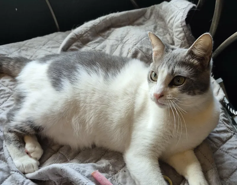 Marzipan thumbnail 4