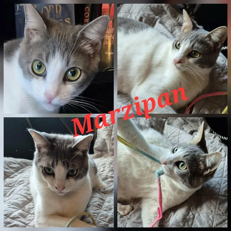 Marzipan