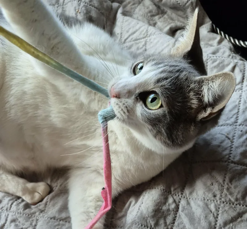 Marzipan thumbnail 5