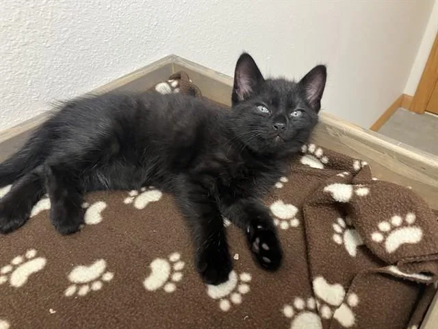 A baby small-sized male Domestic Short Hair cat named Sputnik for adoption in Ames, IA