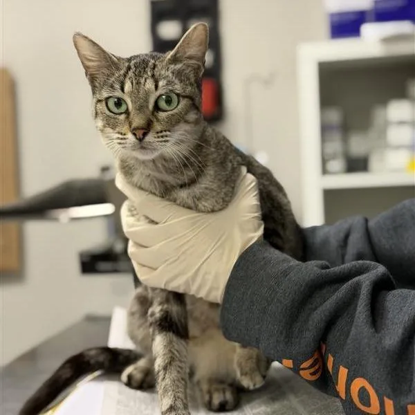 An adult medium-sized female Brown / Chocolate Domestic Short Hair cat named Rosemary for adoption in Houston, TX