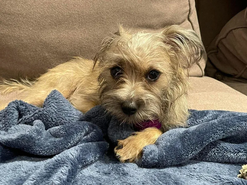 A young small-sized female Terrier dog named Misu for adoption in Corona, CA