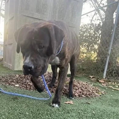 A young medium-sized female Brindle Mixed Breed dog named Allie for adoption in Jeffersonville, IN