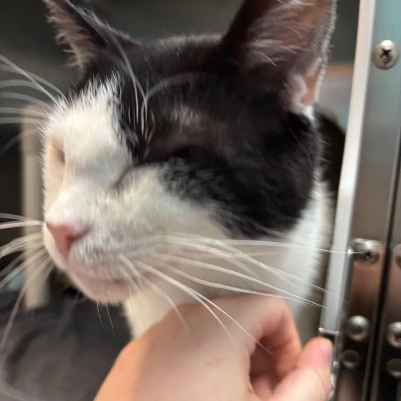 An adult large-sized male Black Domestic Short Hair cat named Holland for adoption in Philadelphia, PA