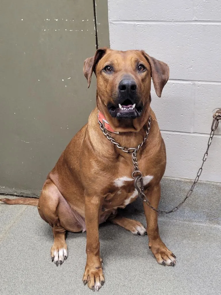 An adult large-sized female Rhodesian Ridgeback dog named Zara for adoption in Hopkinsville, KY