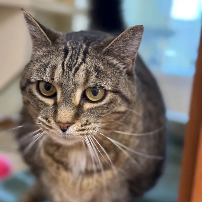 A senior large-sized female Brown / Chocolate Domestic Short Hair cat named Guinevere for adoption in Thomaston, ME