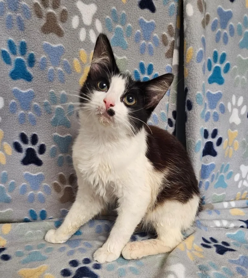 A baby medium-sized female Domestic Medium Hair cat named Joanna for adoption in Wabash, IN
