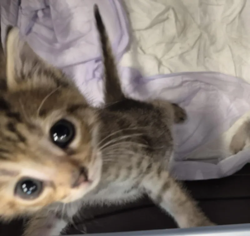 A baby medium-sized female Tabby (Brown / Chocolate) Maine Coon cat named Beans for adoption in Sardinia, OH