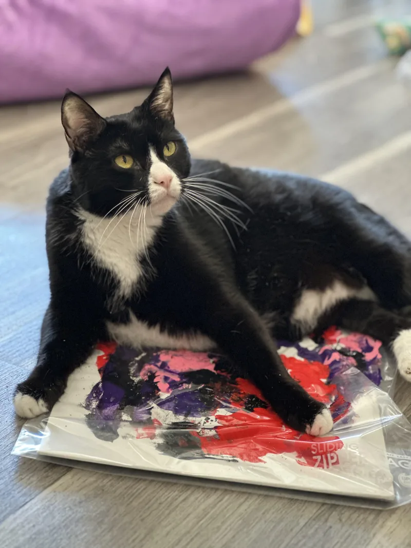 An adult large-sized male Black & White / Tuxedo Domestic Short Hair cat named Buddy for adoption