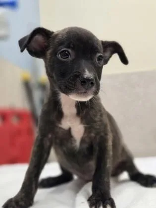 A baby small-sized female Terrier dog named Zendaya for adoption in Honolulu, HI