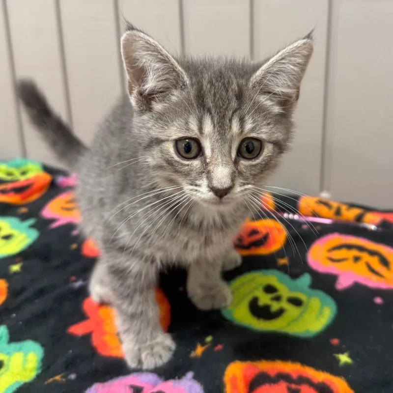 A baby small-sized female Gray / Blue / Silver Domestic Short Hair cat named Suzy Seashell for adoption in York, PA