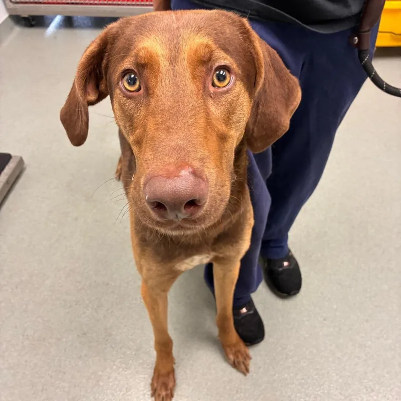 An adult large-sized male Red / Chestnut / Orange Redbone Coonhound dog named Buffalo for adoption in Abilene, TX