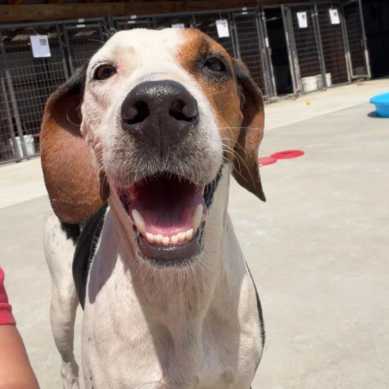 An adult medium-sized female Coonhound dog named Muna for adoption in Birmingham, AL