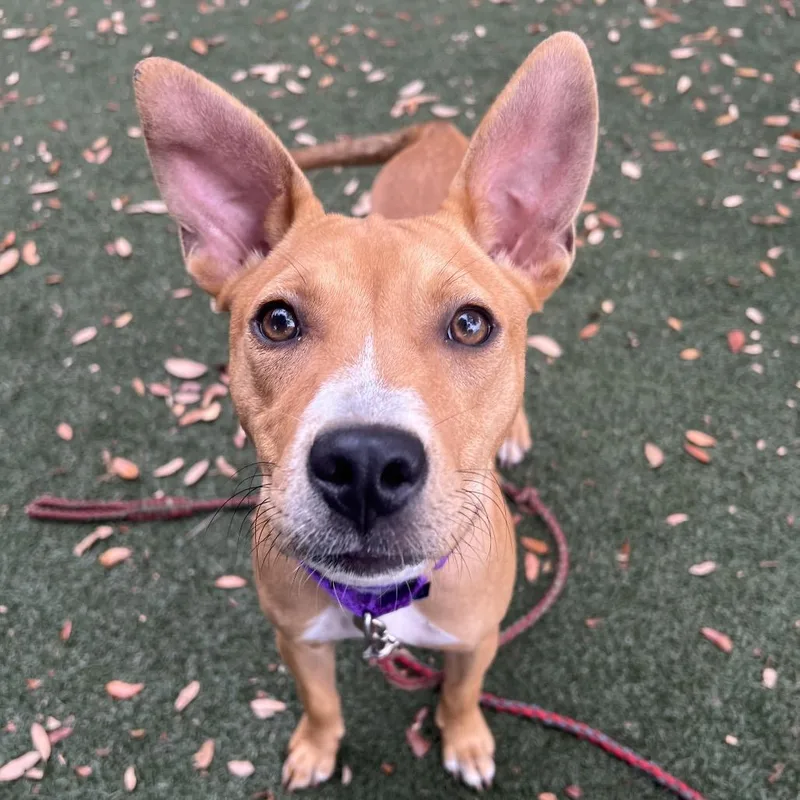 A young medium-sized female Yellow / Tan / Blond / Fawn Pit Bull Terrier dog named Leftie for adoption in Austin, TX