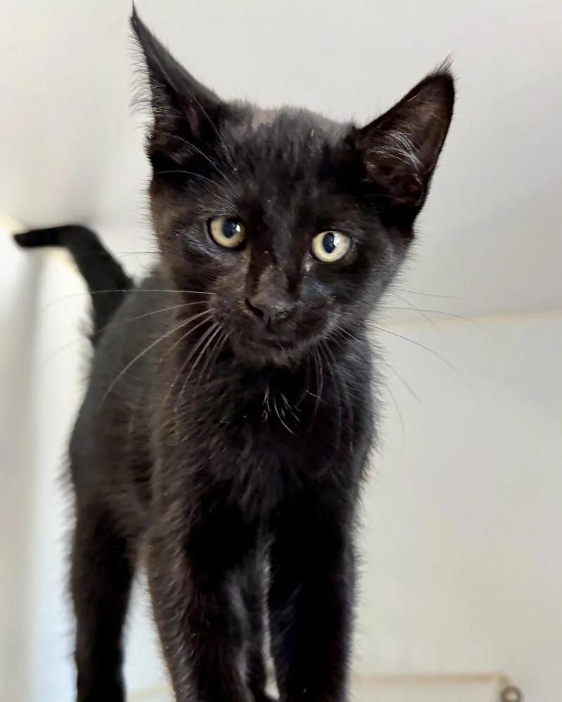 A baby small-sized male Black Domestic Short Hair cat named Hendrix for adoption in Oakland, CA