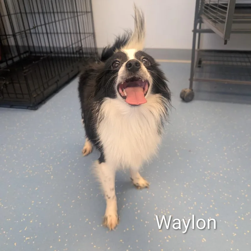 A young small-sized male Black Chihuahua dog named Waylon for adoption in Watertown, NY