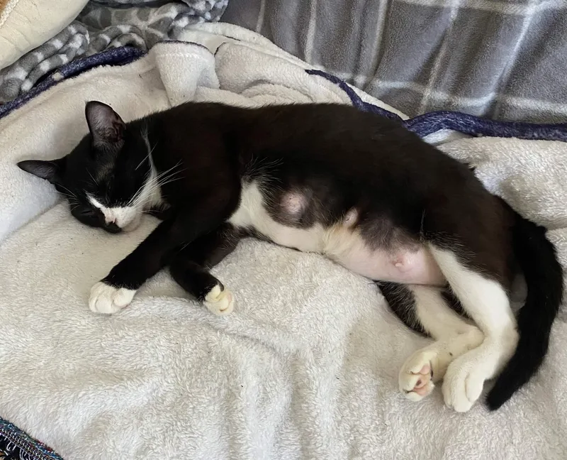 A baby large-sized female Black & White / Tuxedo Domestic Short Hair cat named Lucy for adoption in Collierville, TN