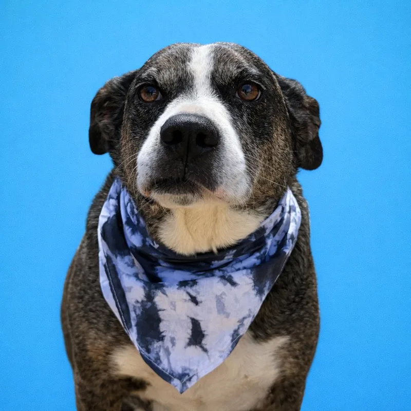 A senior medium-sized male Tricolor (Brown, Black, & White) Cattle Dog dog named Teddy for adoption in Scottsville, KY