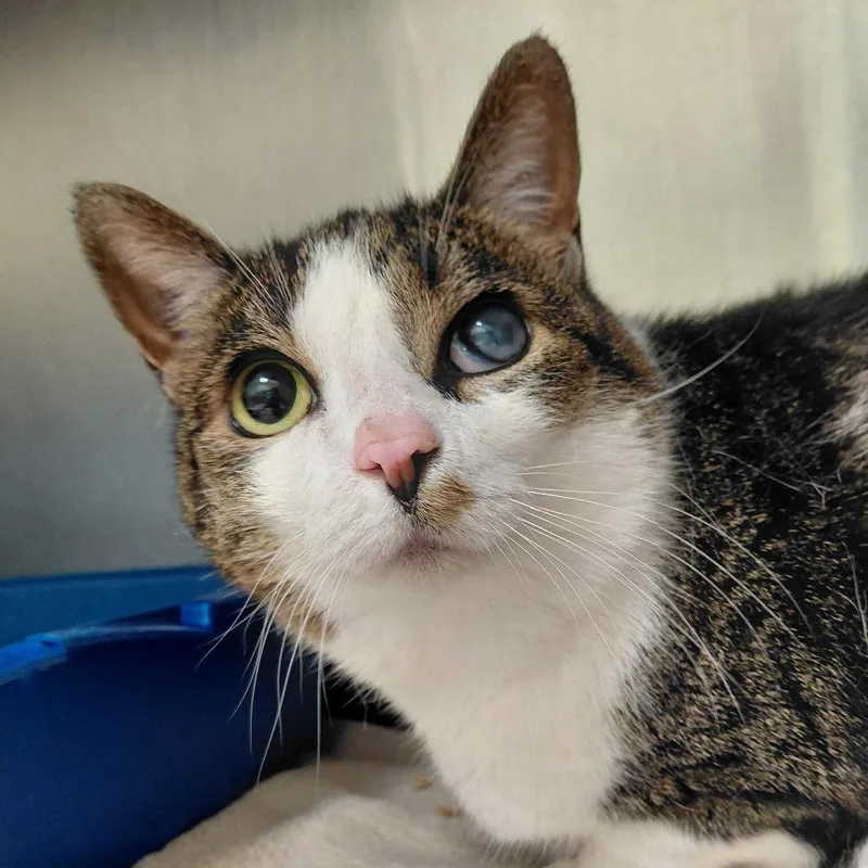 A senior large-sized female Domestic Short Hair cat named Avalon for adoption in Perkiomenville, PA