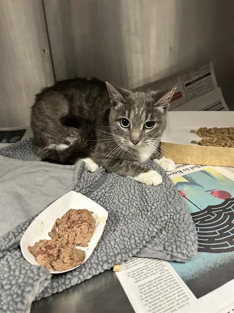 A young small-sized female Domestic Short Hair cat named Nora for adoption in Charlotte, NC