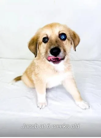 A baby medium-sized male Yellow / Tan / Blond / Fawn Shepherd dog named Jacob for adoption in Bixby, OK