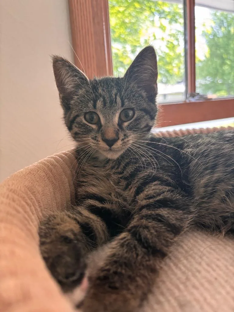 A baby medium-sized female Domestic Short Hair cat named Marigold for adoption in Minneapolis, MN