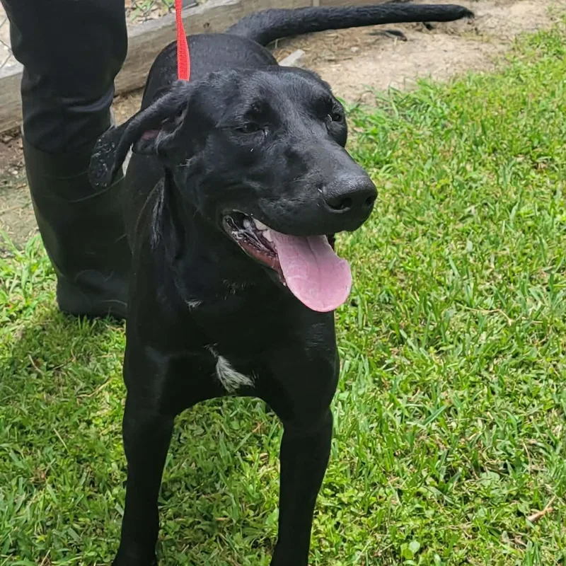 An adult medium-sized male Black Labrador Retriever dog named Burger King for adoption in Tylertown, MS