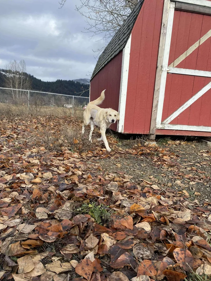 Clementine thumbnail 2