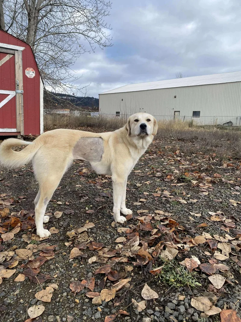 Clementine thumbnail 4