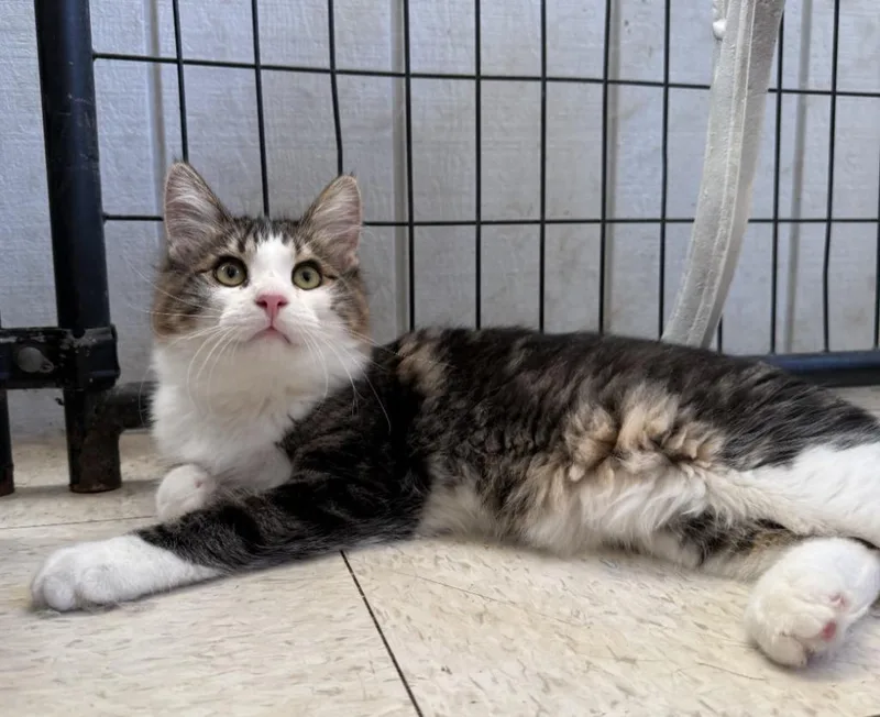 A baby small-sized male Domestic Short Hair cat named Tiger for adoption in Lemoore, CA